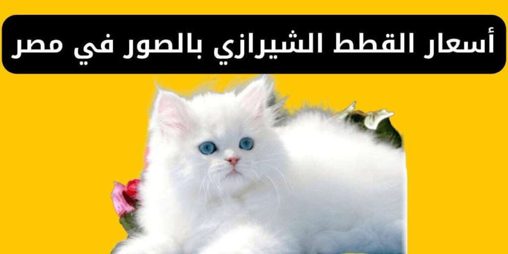 أسعار القطط الشيرازي بالصور في مصر