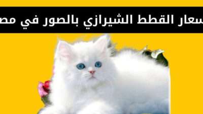 أسعار القطط الشيرازي بالصور في مصر